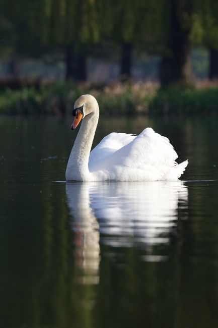 A white swan floating on a calm body of water, with its long neck curved gracefully and orange beak visible. In the background, there are blurred trees and greenery along the shoreline, suggesting a peaceful natural setting. The water reflects the swan and surrounding environment, creating a mirror-like effect. This serene scene highlights the tranquility of a pond or lake, often encountered during house relocation processes near such natural landscapes. When involved in home removals, companies like Man and Van Teddington may coordinate transport through areas with similar scenic views, ensuring smooth furniture transport and packing in peaceful outdoor environments.