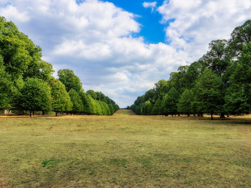 A wide, open grassy area bordered by two symmetrical rows of tall, lush green trees under a partly cloudy sky with patches of blue. The grass appears slightly worn, indicating foot traffic or activity, and the scene is illuminated by natural daylight. The image shows no furniture or moving equipment visible, and the environment suggests an outdoor location, possibly a park or a large green space near residential areas. This setting could be relevant to house removals or relocation services, such as those provided by Man and Van Teddington, especially for planning moving van access or permits in areas like Bushy Park in Teddington.