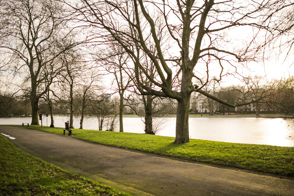 A scenic view of a park pathway alongside a calm body of water, with bare deciduous trees lining the edge, their branches extending overhead. The pathway, made of asphalt, curves gently to the left, and a solitary individual is seated on a bench near the water's edge. The grass on either side of the pathway is vibrant green, contrasting with the muted tones of the bare trees and overcast sky. In the background, a large white building with multiple windows is partially visible through the branches. This peaceful outdoor setting is suitable for outdoor activities such as walking or relaxing, and it highlights the natural environment surrounding Teddington. The image subtly underscores the importance of careful planning when moving house in areas like Bushy Park, especially regarding regulations for moving vans and access, as covered in the Bushy Park permit advice for moving vans in Teddington from Man and Van Teddington.
